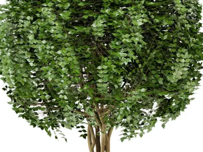 Outdoor Plants in Concrete Pot Set 31  3D model