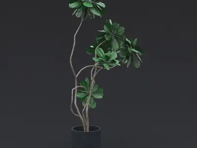 Fiddle Fig Tree I 3D model