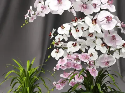Orchid arrangement with plants 3D model