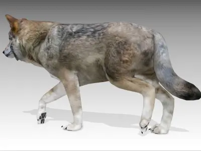 Gray wolf Low-poly 3D model