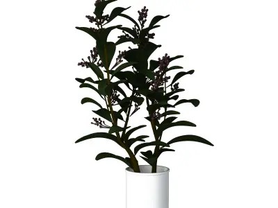 Houseplant Collection 5 air plant in pot 3D model