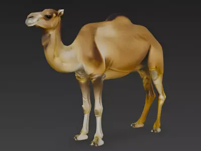 Camel 3d Model 3D model