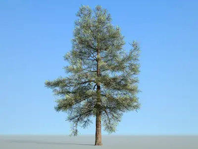 Conifer Tree 002 Low-poly 3D model
