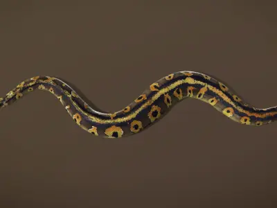 Blackhead Ball Python 3D model