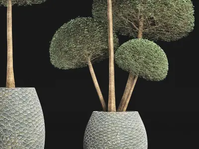 Plants Collection 153 Ligustrum Lucidum Vray 3D model