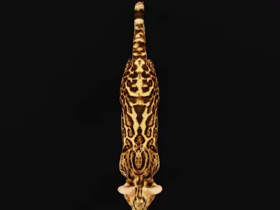 American Margay Wild Cat Low-poly 3D model