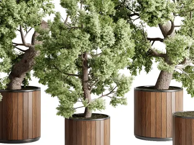 Tree bonsai in a wooden Pot - Indoor plant set 702 3D model