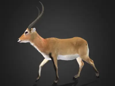 Lechwe Antelope Realistic Animated 3D model