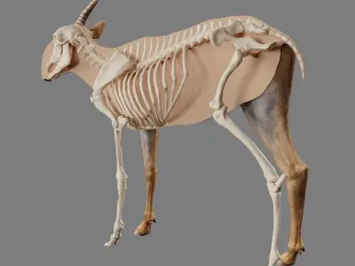 Saiga Antelope With Bone Low-poly 3D model