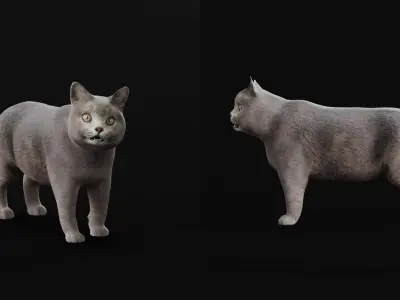 British Shorthair Domestic Cat Low-poly 3D model
