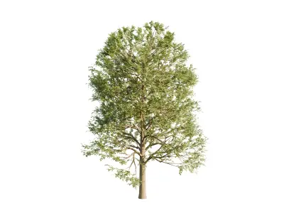 Free Tree pack Free low-poly 3D model
