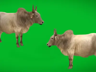 Asian Zebu Cattle Low-poly 3D model