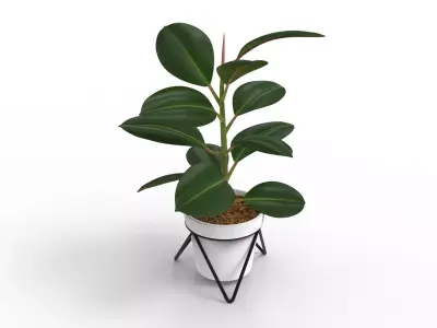 Potted ficus 3D model