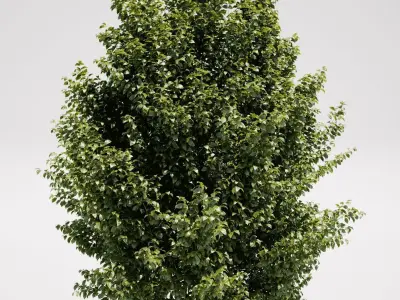 Carpinus Betulus - Hornbeam 3D model