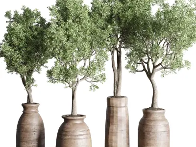 collection indoor plant 151 old wooden vase tree pot 3D model