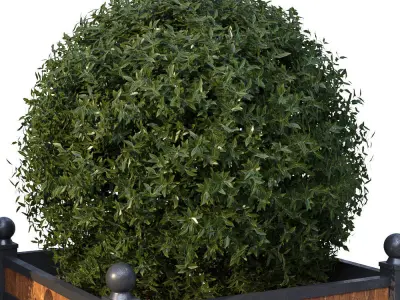 Street bushes in boxes 3D model