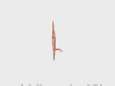 Phoenix Feathered Wings with Fiery Gradient Low-poly 3D model