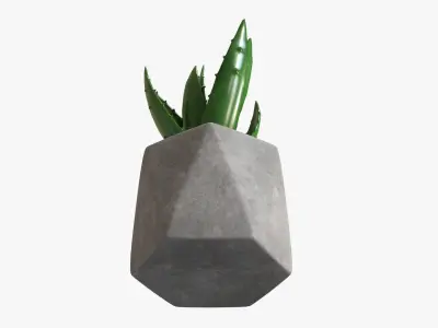 Potted plant decorative 10 3D model
