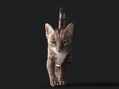 Cat Grey Tabby RIG  YETI version 3D model