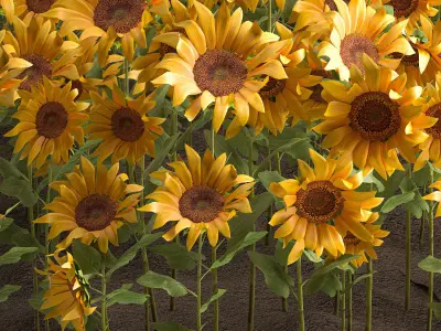 Sunflower field 3D model