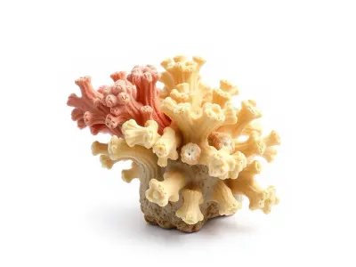Colorful Coral Reef Cluster model pack Low-poly 3D model
