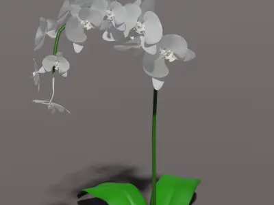 Orchid 3d flower 3D model