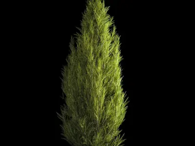 Juniper and thuja bushes for landscape design 1165 3D model