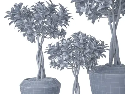 Ficus Microcarpa 2 3D model