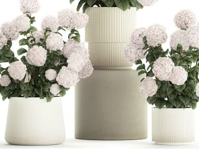 Set of beautiful plants Hydrangea in a flower pot for home 1294 3D model