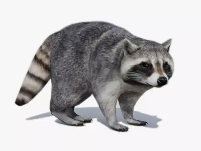 Raccoon Animated Low-poly 3D model