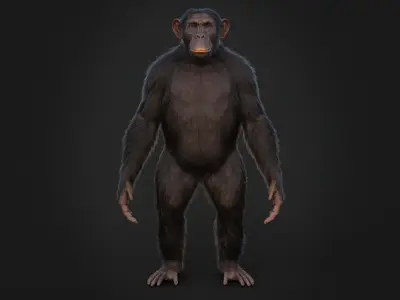 Chimpanzee RIG Xgen Core 3D model