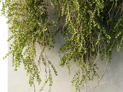 hanging Plants - Outdoor Plants 210 3D model