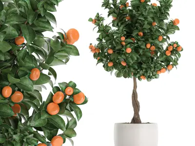 Citrus mandarin tree for the interior in white pot 681 3D model