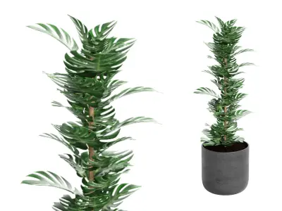 Indoor Plant 01 3D model purchase