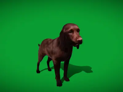 Field Spaniel Dog Low-poly 3D model