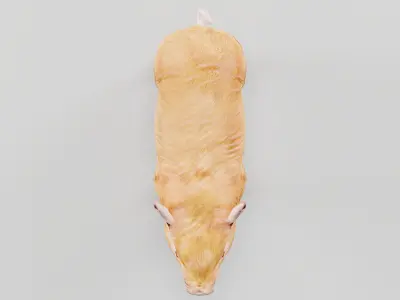 Miniature  Pig Animal Low-poly 3D model