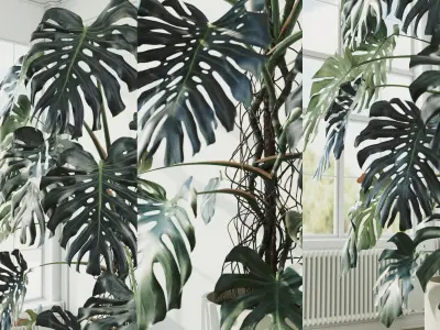 Accurate Monstera Deliciosa in pot set of 6 plants 3D model