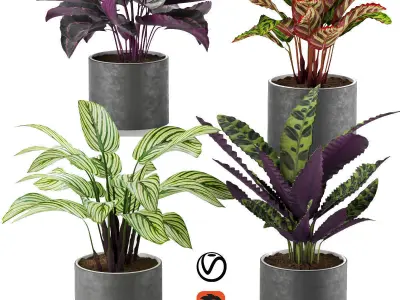 calathea Collection plants in pots
