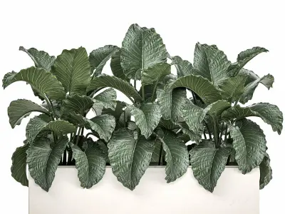 Alocasia in a white flowerpot for decor and interior design 509 3D model