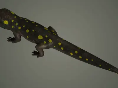 salamander reptile lizard animals nature iguana newt 3D model