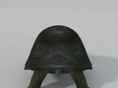 Tortoise turtle Low-poly 3D model