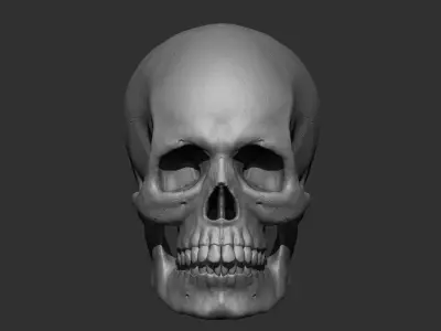 Skull Base Mesh 3D print model