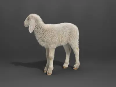 Young Assaf Sheep With 5 Animations VFX Grace 3D model