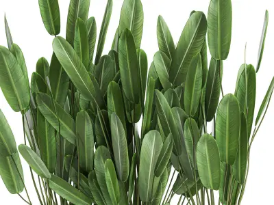 Strelitzia in a pot for the interior 757 3D model