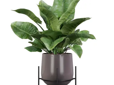 Plants collection 001 3D model