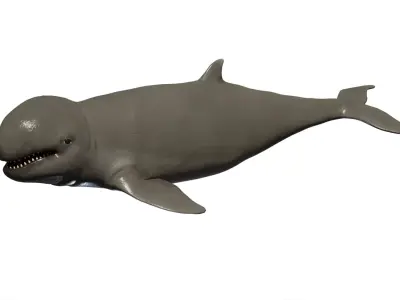 Irawaddy Dolphin Low-poly 3D model