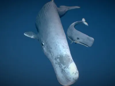 Sperm Whale 3D model