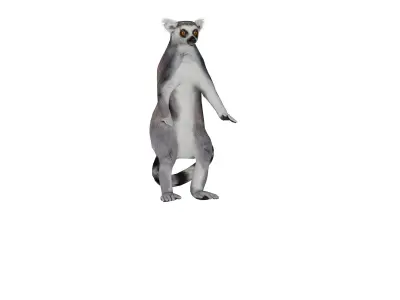 Ring Tailed Lemur Low-poly 3D model