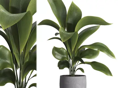 indoor plant 022 3D model