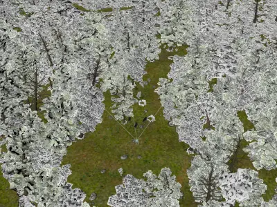 3D forest wolfs rigged 3D model